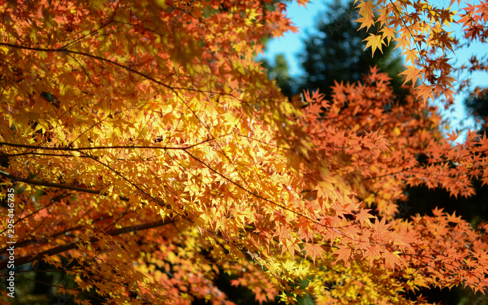 maple leaves with sunlight in autumn. maple leaves with sunlight in autumn.