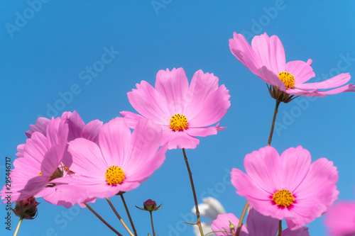 low angle view of pink cosmos flowers with the sky © GharvasSTDO