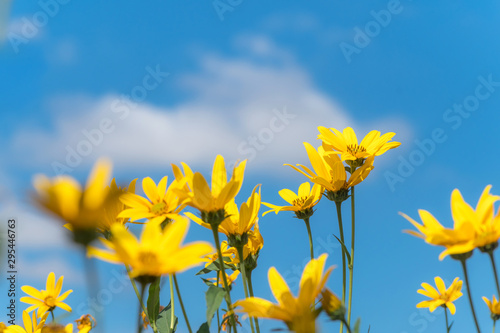 Close-Up Of Yellow Flowering Plants Against Sky