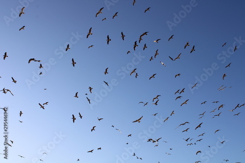 flock of seagulls flying in the sky © Freesia