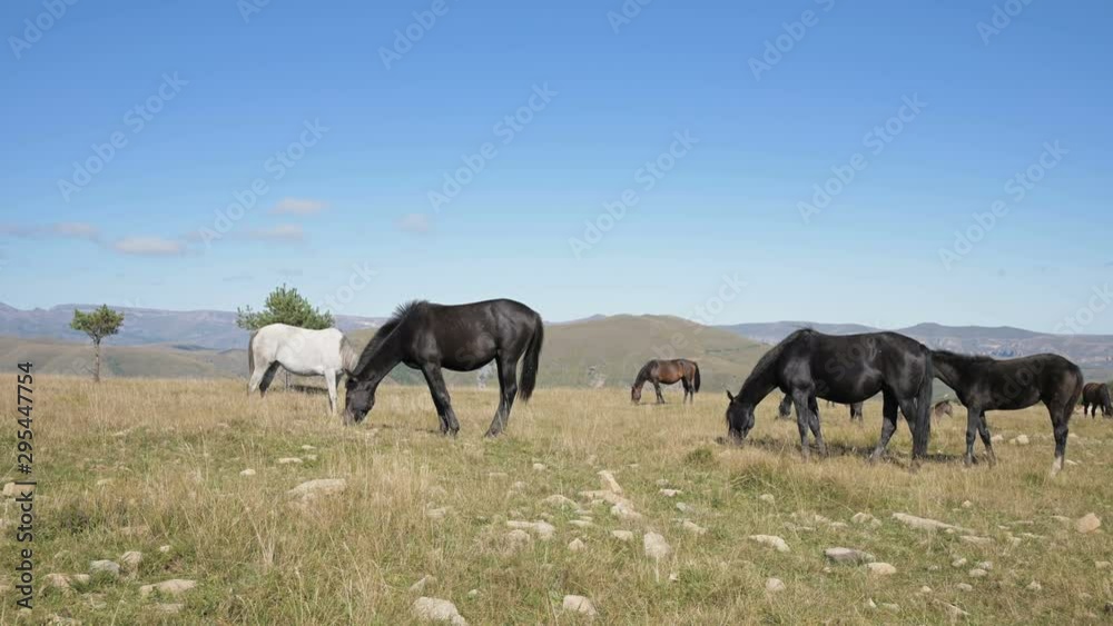 A group of horses graze in an alpine pasture. Herd of adult horses and foals on a sunny day A group of horses graze in an alpine pasture. Herd of adult horses and foals on a sunny day