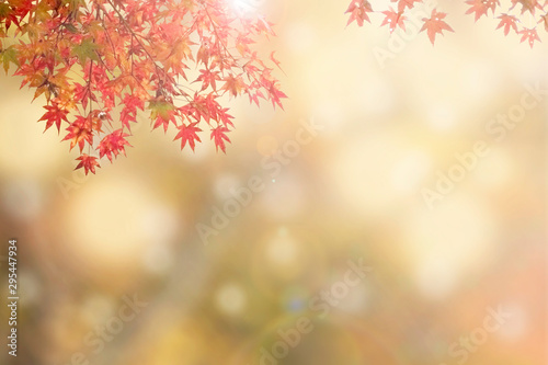 Autumn maple leaves bokeh background. Autumn maple leaves in bright with sunlight.Autumn season in sunny morning concept.