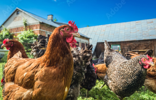 Murais de parede Group of chicken on a farmyard in a village located in Mazowieckie Province of P