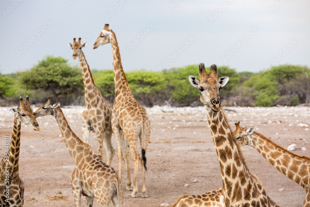 Obraz premium A herd of giraffes - the one on the right is focused, Etosha, Namibia, Africa