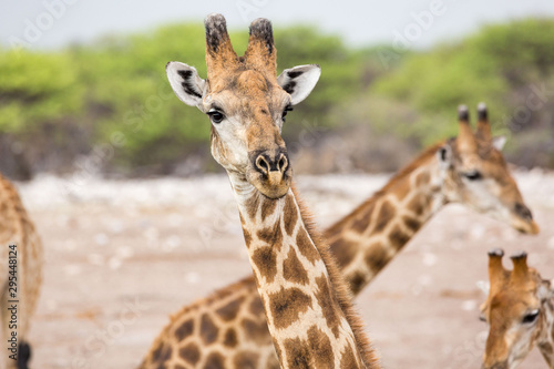 Fototapeta Naklejka Na Ścianę i Meble -  Close up of a curious giraffe looking into the camera, Etosha, Namibia, Africa