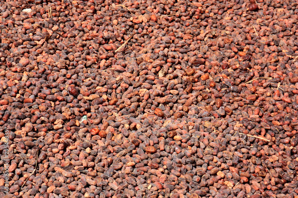 Dates drying in the hot desert sun in Siwa Oasis, Egypt Dates drying in the hot desert sun in Siwa Oasis, Egypt
