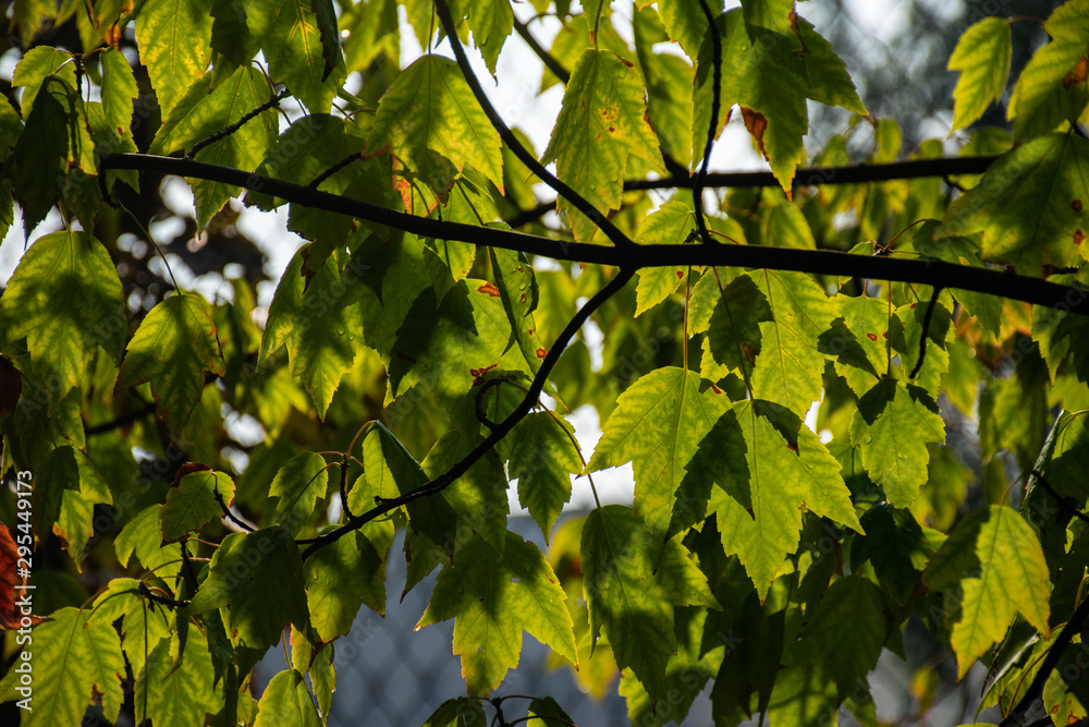 Fototapeta premium Green leaves