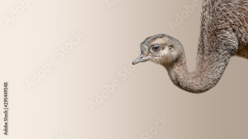Young and funny Patagonian ostrich Rhea isolated at smooth background, details, closeup