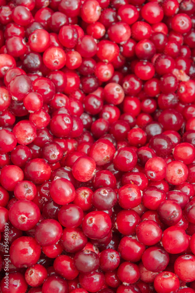 Ripe Red cranberries collected in the forest lies in the container