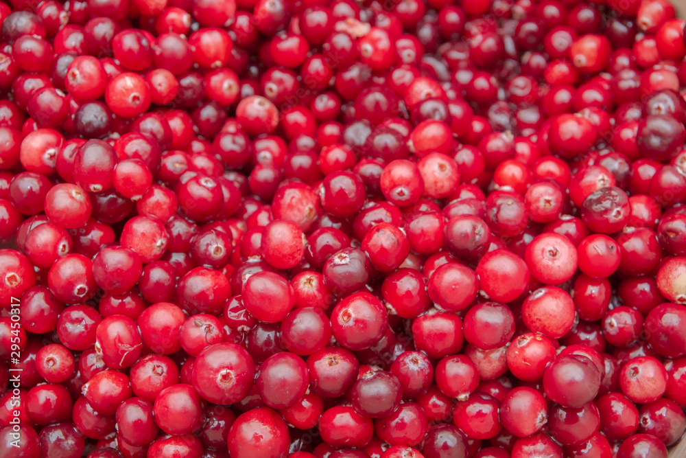 Ripe Red cranberries collected in the forest lies in the container Ripe Red cranberries collected in the forest lies in the container