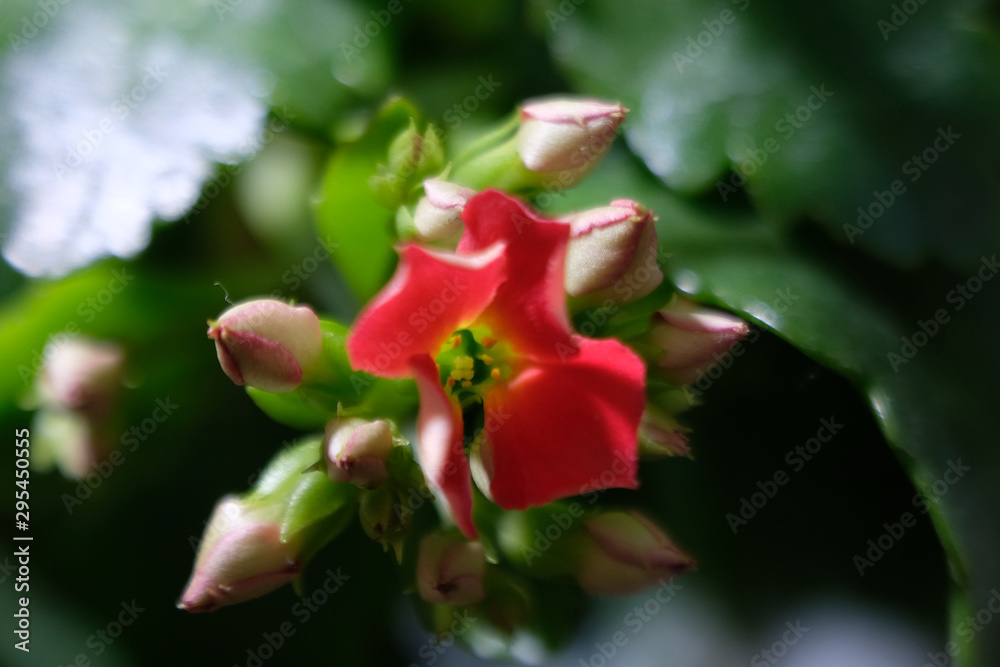 kalanchoe flower