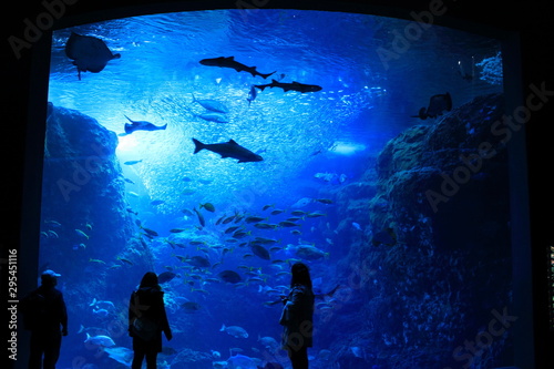 江の島水族館の巨大水槽 photo