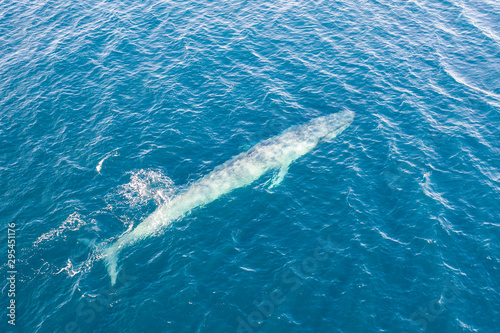 A pygmy blue whale, Balaenoptera musculus brevicauda, swims in the Banda Sea, Indonesia.  This huge cetacean reaches up to 24 meters in length and makes up to about half of all blue whales alive. © ead72