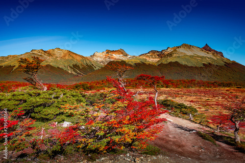 Panoramic view of magical colorful fairytale forest at Tierra del Fuego National Park in Patagonia, Argentina