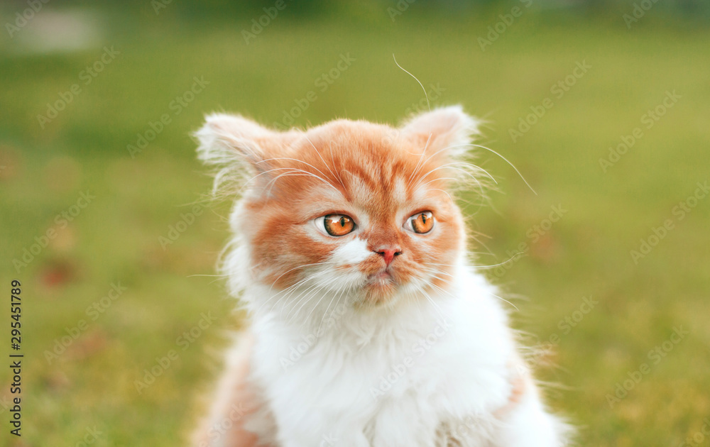  angry ginger kitten looks away. funny fluffy kitten.