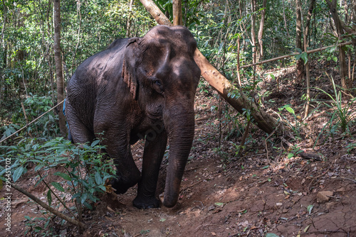 Wild elephants in Mondolkiri province, Cambodia  photo