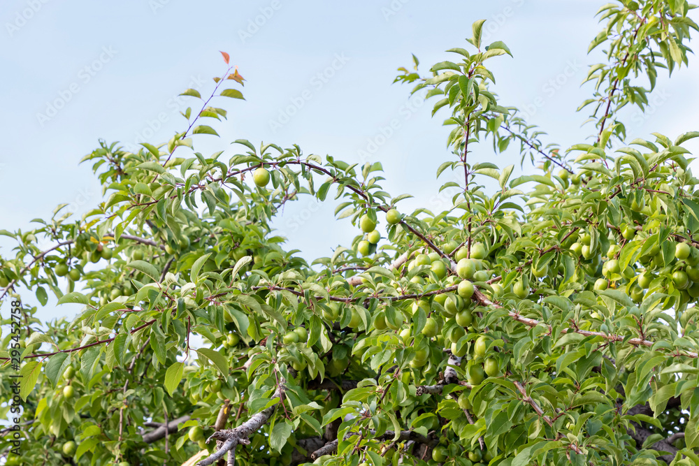 Apricot tree branches with green unripe fruits in the foliage. Kyrgyzstan Apricot tree branches with green unripe fruits in the foliage. Kyrgyzstan