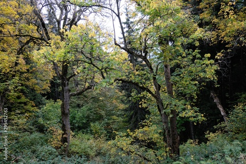 Amazing colours of autumn forest. Trees with colorful leaves.