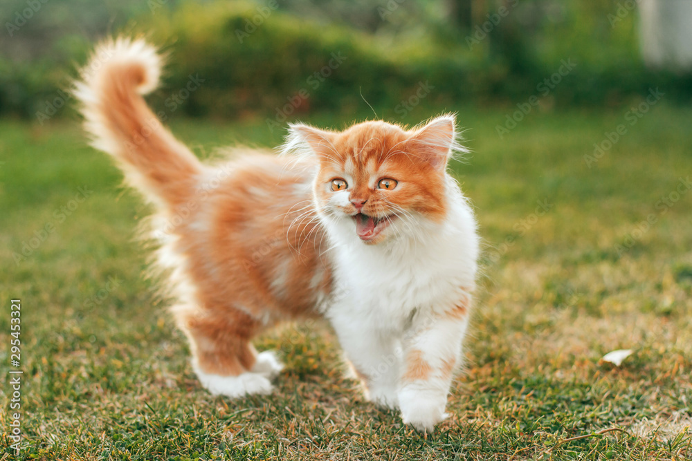  a little fluffy ginger kitten stands on the grass and screams. crying kitten.