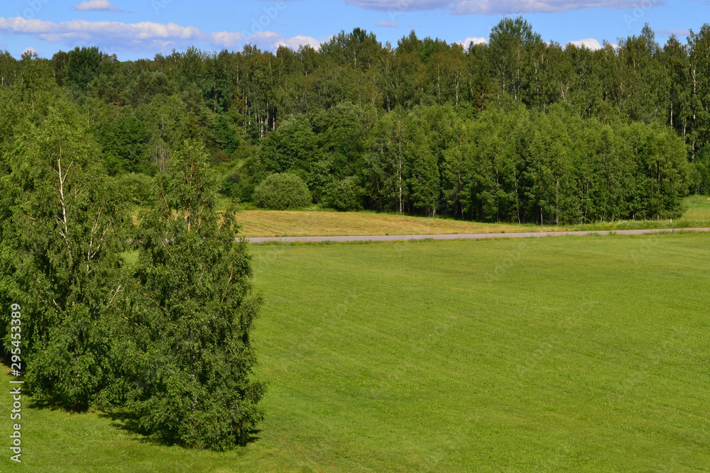 Background with birch trees and forest. Rural with green field.