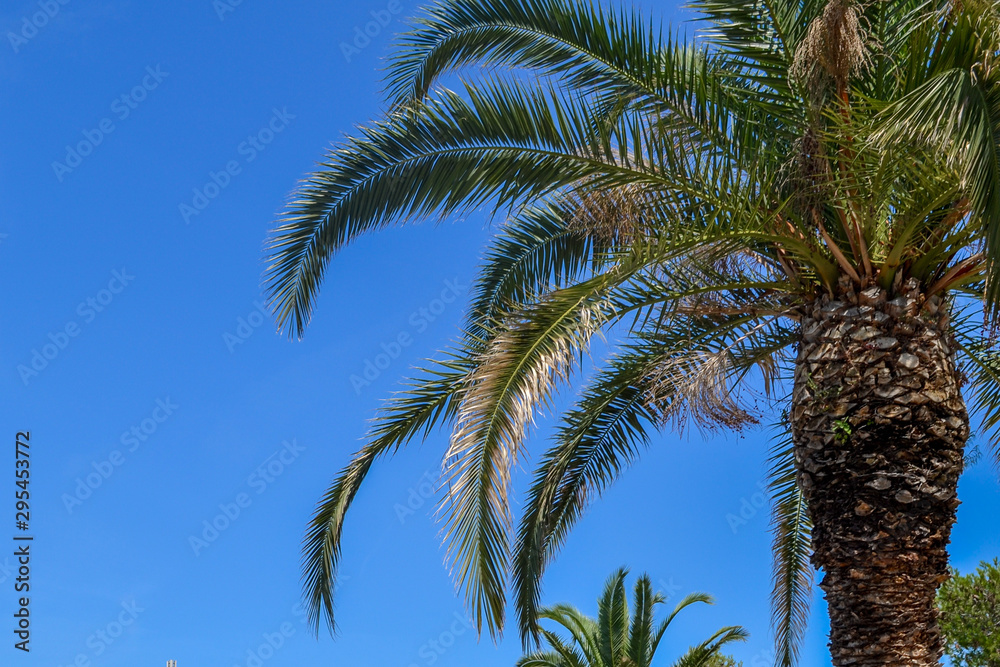 background with blue sky and branch of palm leaf. with space for your text