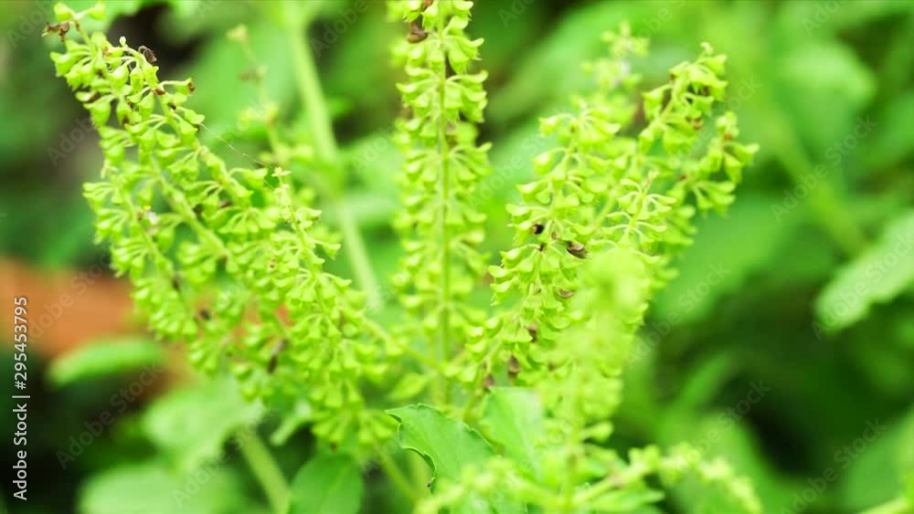 Basil, Thai basil, Sweet basil Basil, Thai basil, Sweet basil