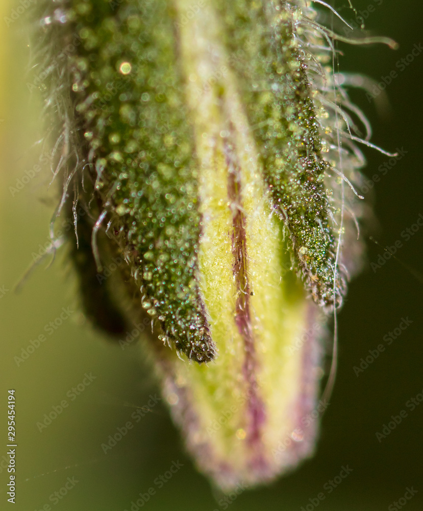 Naklejka premium Yellow flower on a tomato plant