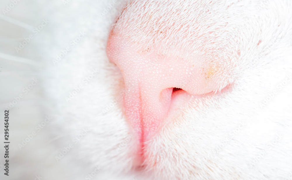 Fototapeta premium Nose on a white cat