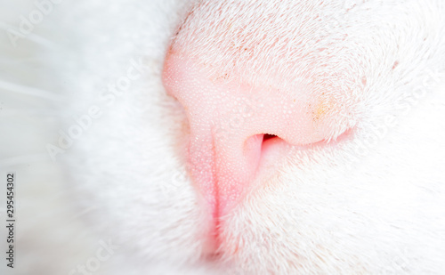 Nose on a white cat