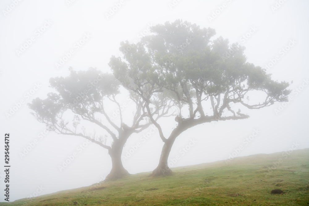 In the spell of ancient laurel trees