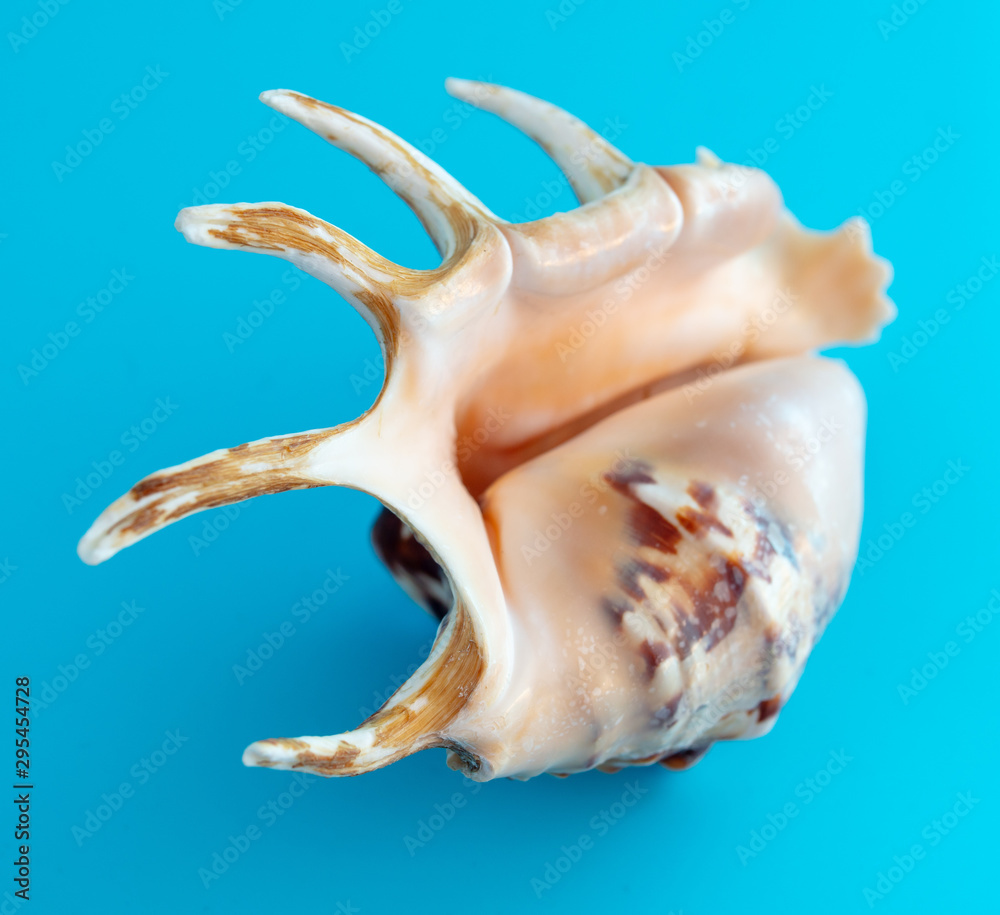 Sea shell isolated on a blue background Sea shell isolated on a blue background