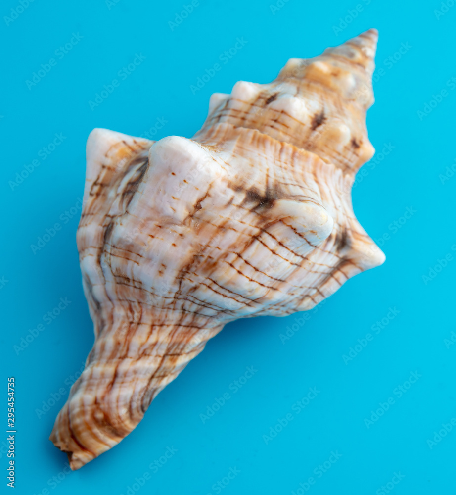 Sea shell isolated on a blue background Sea shell isolated on a blue background