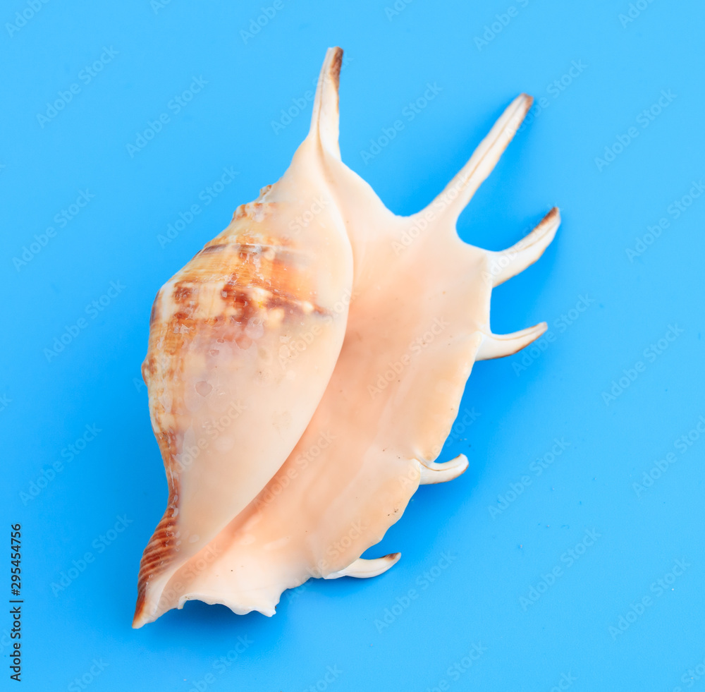 Sea shell isolated on a blue background Sea shell isolated on a blue background