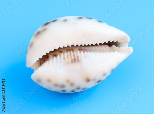 Sea shell isolated on a blue background