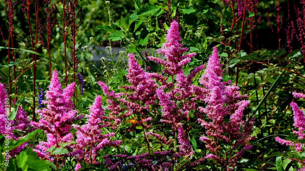 Obraz premium flowers in the garden