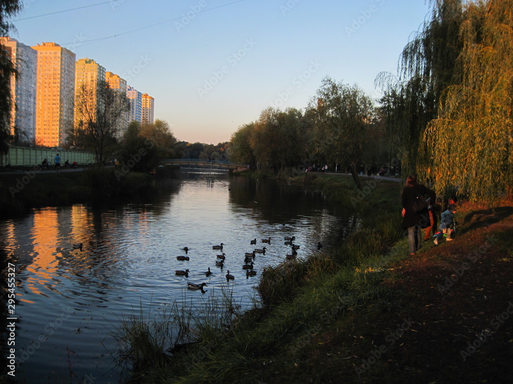 Fototapeta premium ducks on the river