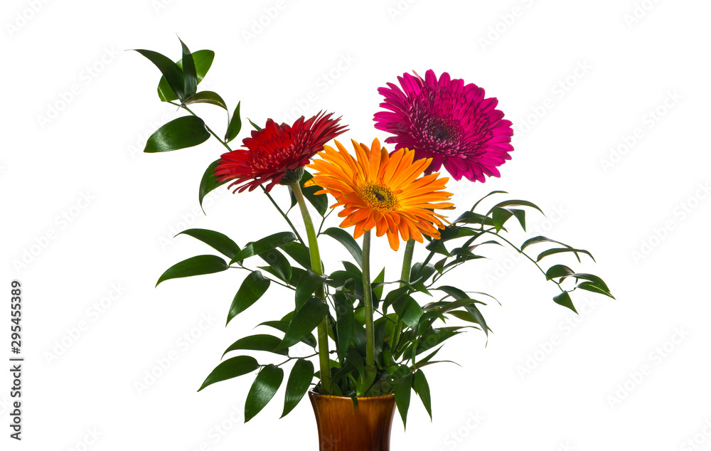 Gerbera flowers in a vase isolated on a white background