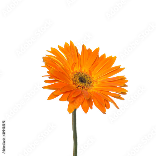 Gerbera flower isolated on a white background
