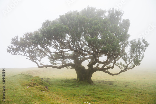 Photography Thick clouds of mist are constantly pulling across the forest, deepening the mys