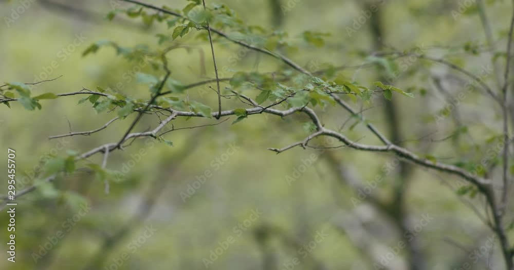 Nature- Close up view of plant branches, leaf and green background, branches waving on the wind.