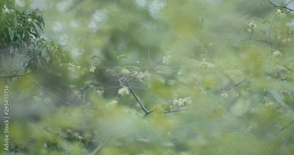 Nature- Close up view of leaf branches, and green background, branches waving on the wind.Blurred view with greenery back ground. Nature- Close up view of leaf branches, and green background, branches waving on the wind.Blurred view with greenery back ground.