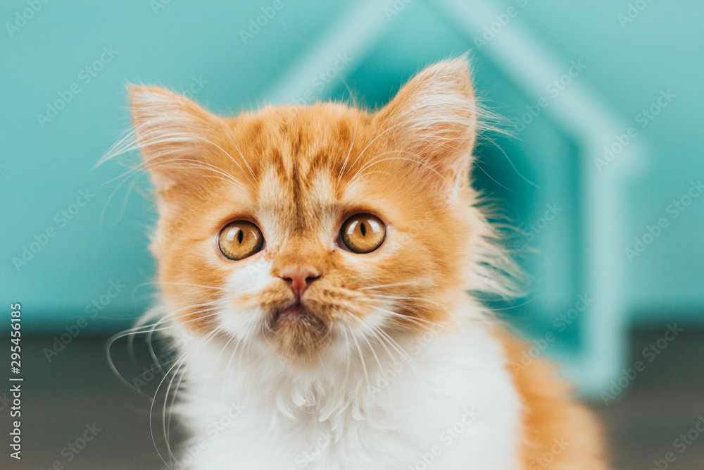 Little fluffy ginger kitten on a blue background. Kitten face close up.