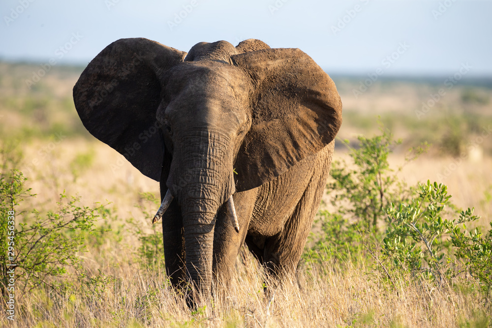 Lone huge elephant bull walking through the bush