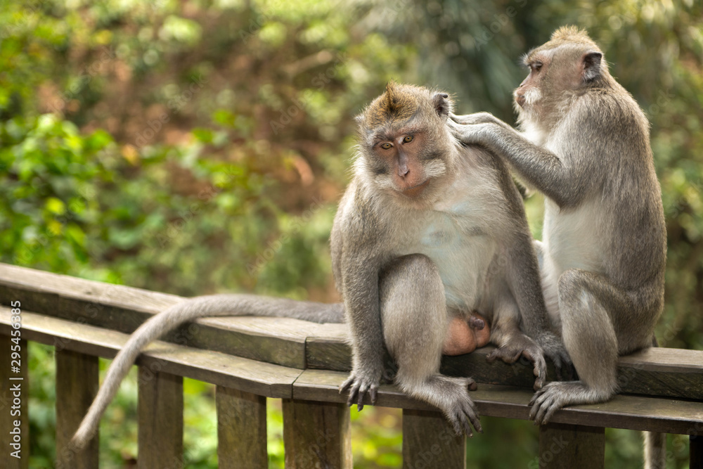 Adult male macaque longtailed monkey (macaca fascicularis) beeing groomed by adult female in Ubud Monkey Forest, Bali