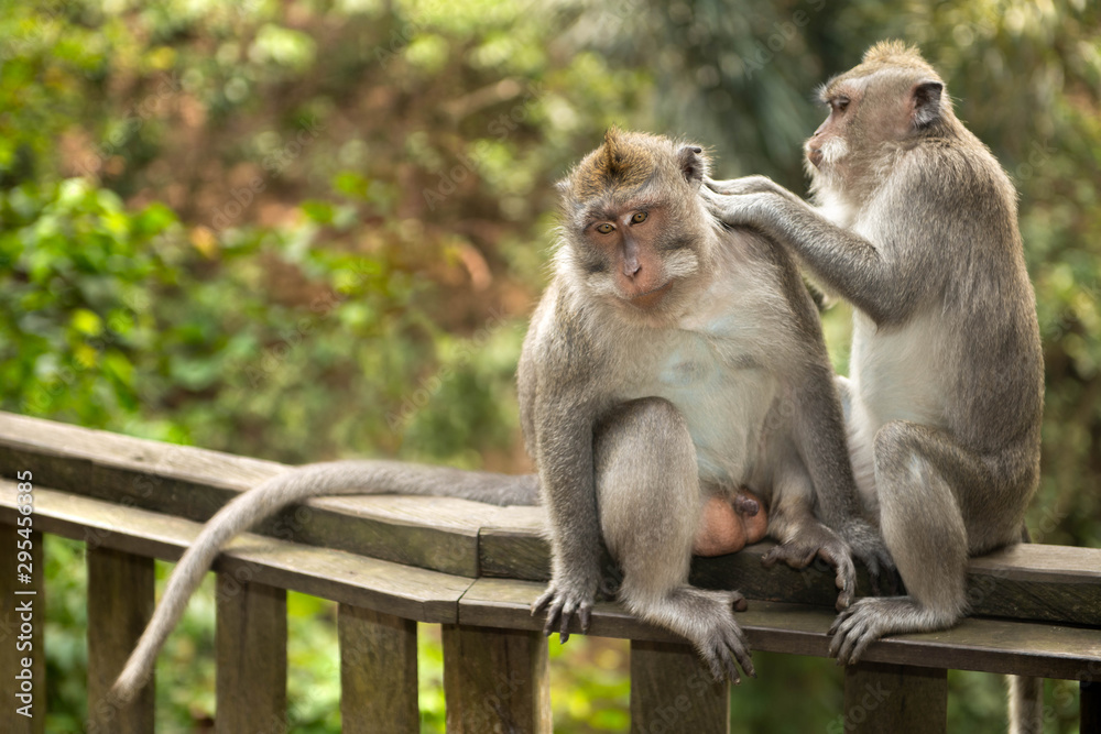 Obraz premium Adult male macaque longtailed monkey (macaca fascicularis) beeing groomed by adult female in Ubud Monkey Forest, Bali