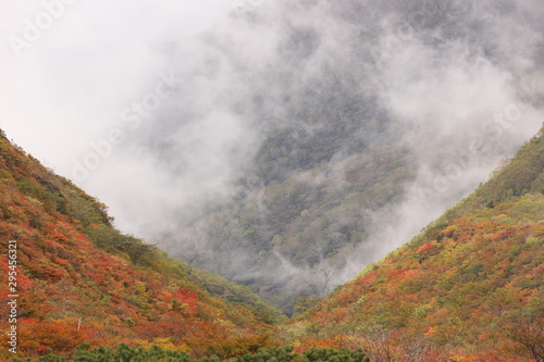 雨上がりの峡谷の中で舞う霧