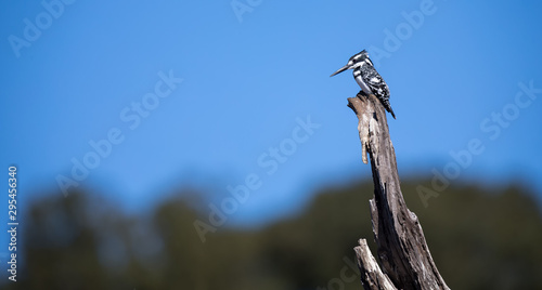 Single Pied Kingfisher sitting on a dead tree stump against blue sky