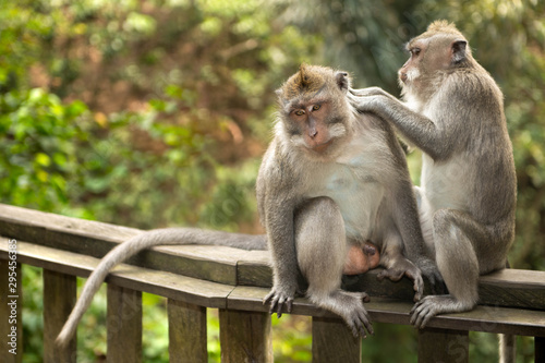 Adult male macaque longtailed monkey (macaca fascicularis) beeing groomed by adult female in Ubud Monkey Forest, Bali © Crea