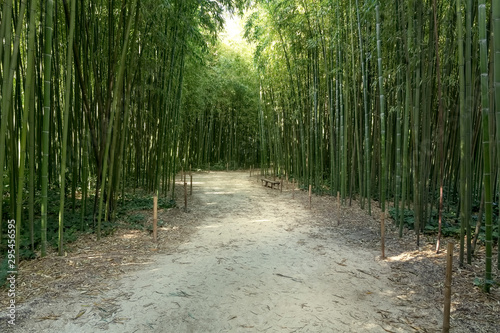 Allee mit frischem grünen Bambus