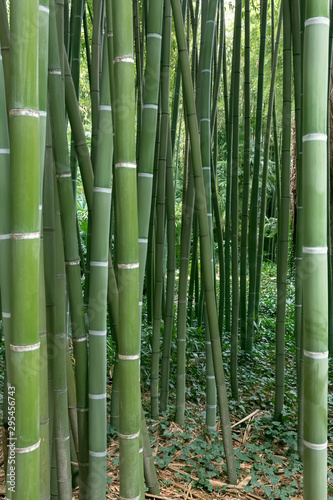 Frischer gr  ner Bambus